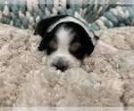 Small Photo #18 Australian Shepherd Puppy For Sale in SHALLOTTE, NC, USA