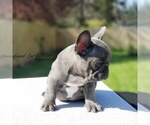 Small Photo #5 French Bulldog Puppy For Sale in GRAHAM, WA, USA