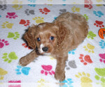 Small Photo #4 Cocker Spaniel-Poodle (Miniature) Mix Puppy For Sale in ORO VALLEY, AZ, USA