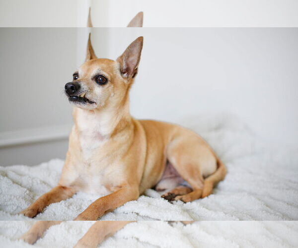 Medium Photo #8 Chihuahua-Unknown Mix Puppy For Sale in Greenville, SC, USA