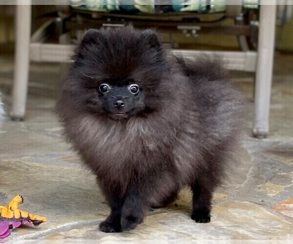 Medium Photo #11 Pomeranian Puppy For Sale in WINDERMERE, FL, USA