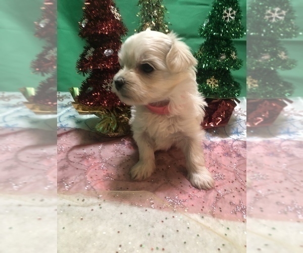 Medium Photo #3 Maltese Puppy For Sale in LAKELAND, FL, USA