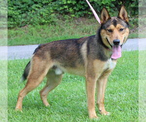 Huskies -Unknown Mix Dogs for adoption in Prattville, AL, USA