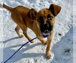 Mutt Dogs for adoption in Germantown, OH, USA