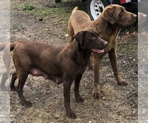 Labrador Retriever Puppy for sale in HAYWARD, CA, USA