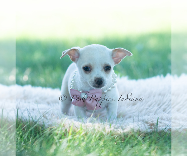 Medium Photo #92 Chihuahua Puppy For Sale in WARSAW, IN, USA