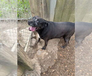 Mutt Dogs for adoption in Jackson, MS, USA