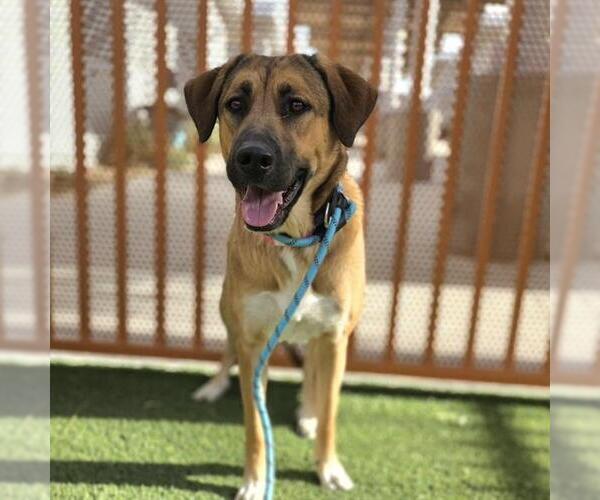 Medium Photo #1 German Shepherd Dog-Unknown Mix Puppy For Sale in Las Vegas, NV, USA