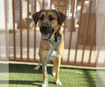 Small German Shepherd Dog Mix