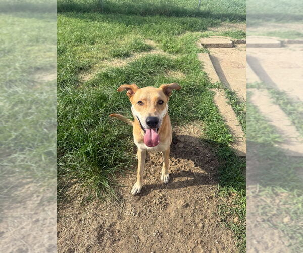 Medium Photo #8 American Pit Bull Terrier-Unknown Mix Puppy For Sale in Claremore, OK, USA