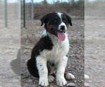 Puppy BTM Australian Shepherd