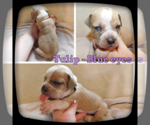 Olde English Bulldogge Puppy for sale in WHEELER, MI, USA