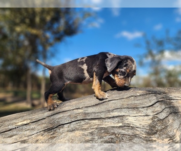 Medium Photo #2 Catahoula Leopard Dog Puppy For Sale in CUMBY, TX, USA