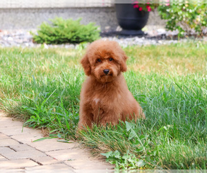 Poodle (Miniature) Puppy for sale in SYRACUSE, IN, USA