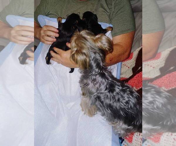 Medium Photo #1 Yorkshire Terrier Puppy For Sale in KAUKAUNA, WI, USA