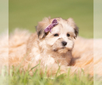 Small Photo #15 Morkie Puppy For Sale in WARSAW, IN, USA