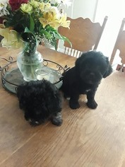 Shih-Poo-YorkiePoo Mix Puppy for sale in BRYANT, AR, USA