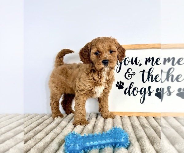 Medium Photo #5 Goldendoodle (Miniature) Puppy For Sale in GREENFIELD, IN, USA