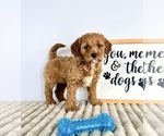 Small #4 Goldendoodle (Miniature)