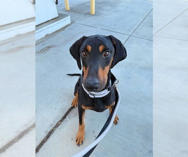 Medium Photo #2 Doberman Pinscher Puppy For Sale in Fremont, CA, USA