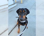 Small #1 Doberman Pinscher