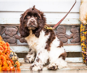 Cocker Spaniel Puppy for sale in WAKARUSA, IN, USA