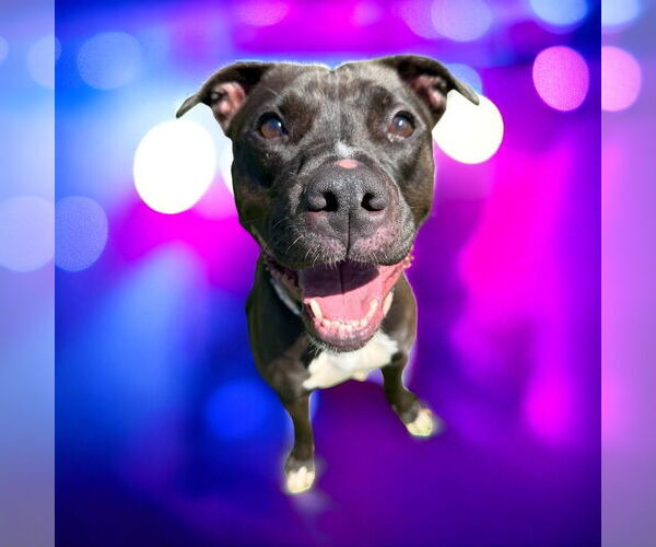 Medium Photo #2 American Pit Bull Terrier Puppy For Sale in Glen Allen, VA, USA