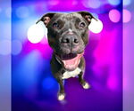 Small #1 American Pit Bull Terrier
