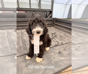 Bernedoodle Puppy for sale in SPENCER, IN, USA