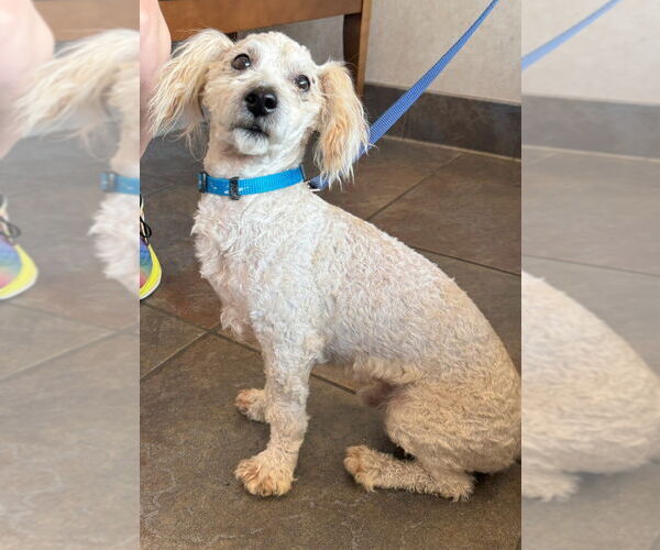 Medium Photo #4 Poodle (Miniature)-Unknown Mix Puppy For Sale in Greenbelt, MD, USA