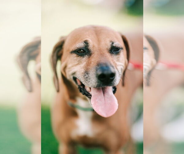 Medium Photo #3 Mutt Puppy For Sale in Oakhurst, NJ, USA