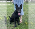 Small #5 German Shepherd Dog