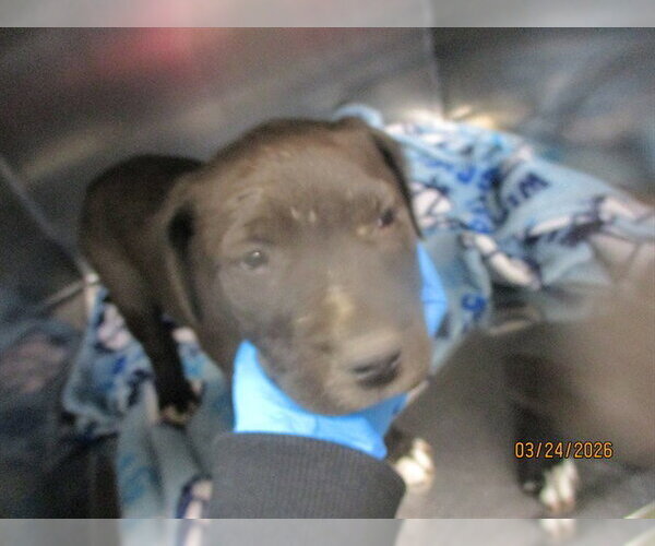 Medium Photo #1 Mutt Puppy For Sale in Oklahoma City, OK, USA