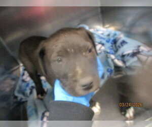 Mutt Dogs for adoption in Oklahoma City, OK, USA