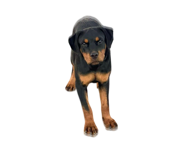 Medium Photo #2 Rottweiler Puppy For Sale in Gilbert, AZ, USA