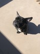 Small Photo #7 English Bulldog-French Bulldog Mix Puppy For Sale in PALM DESERT, CA, USA