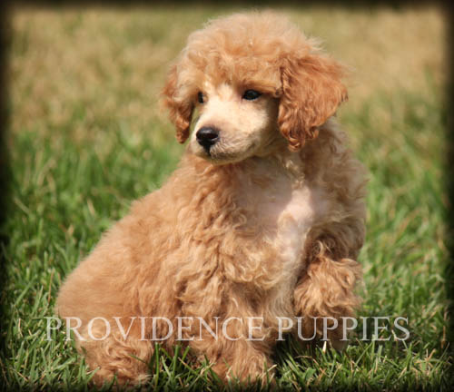 Medium Photo #23 Poodle (Miniature) Puppy For Sale in COPPOCK, IA, USA