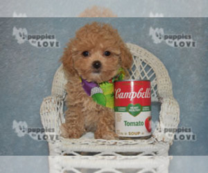 Poodle (Toy) Puppy for Sale in SANGER, Texas USA