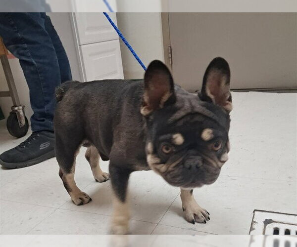 Medium Photo #1 French Bulldog-Unknown Mix Puppy For Sale in Oroville, CA, USA
