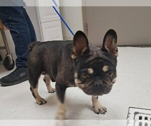 French Bulldog-Unknown Mix Dogs for adoption in Oroville, CA, USA