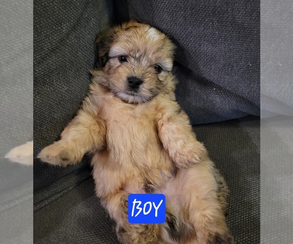 Medium Photo #5 Auss-Tzu Puppy For Sale in SAN ANTONIO, TX, USA