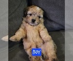 Small #4 Auss-Tzu