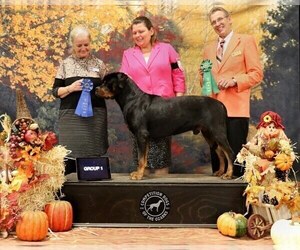 Rottweiler Puppy for sale in PLEASANT HILL, MO, USA