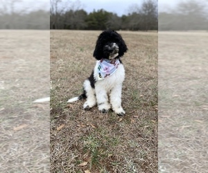 Goldendoodle Puppy for sale in CHESNEE, SC, USA