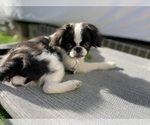 Small Japanese Chin
