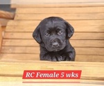 Small #1 Labrador Retriever