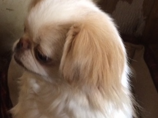 Mother of the Japanese Chin puppies born on 06/27/2018