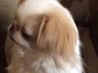 Small Photo #1 Japanese Chin Puppy For Sale in DAVISVILLE, MO, USA