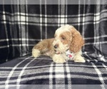 Small #3 Cockapoo
