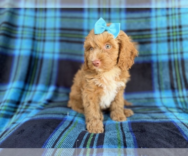 Medium Photo #7 Cock-A-Poo Puppy For Sale in LAKELAND, FL, USA